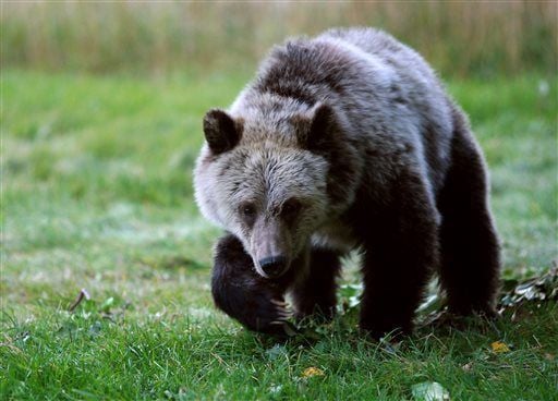 Grizzly